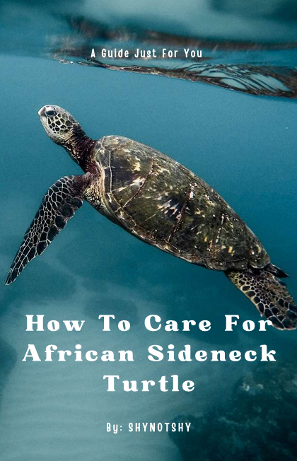 How To Care for African Sideneck Turtle