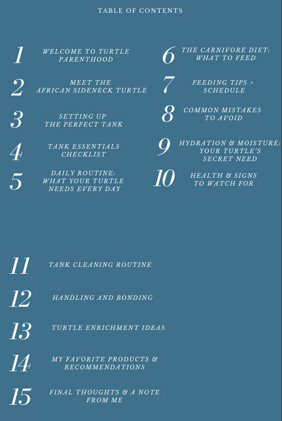 How To Care for African Sideneck Turtle